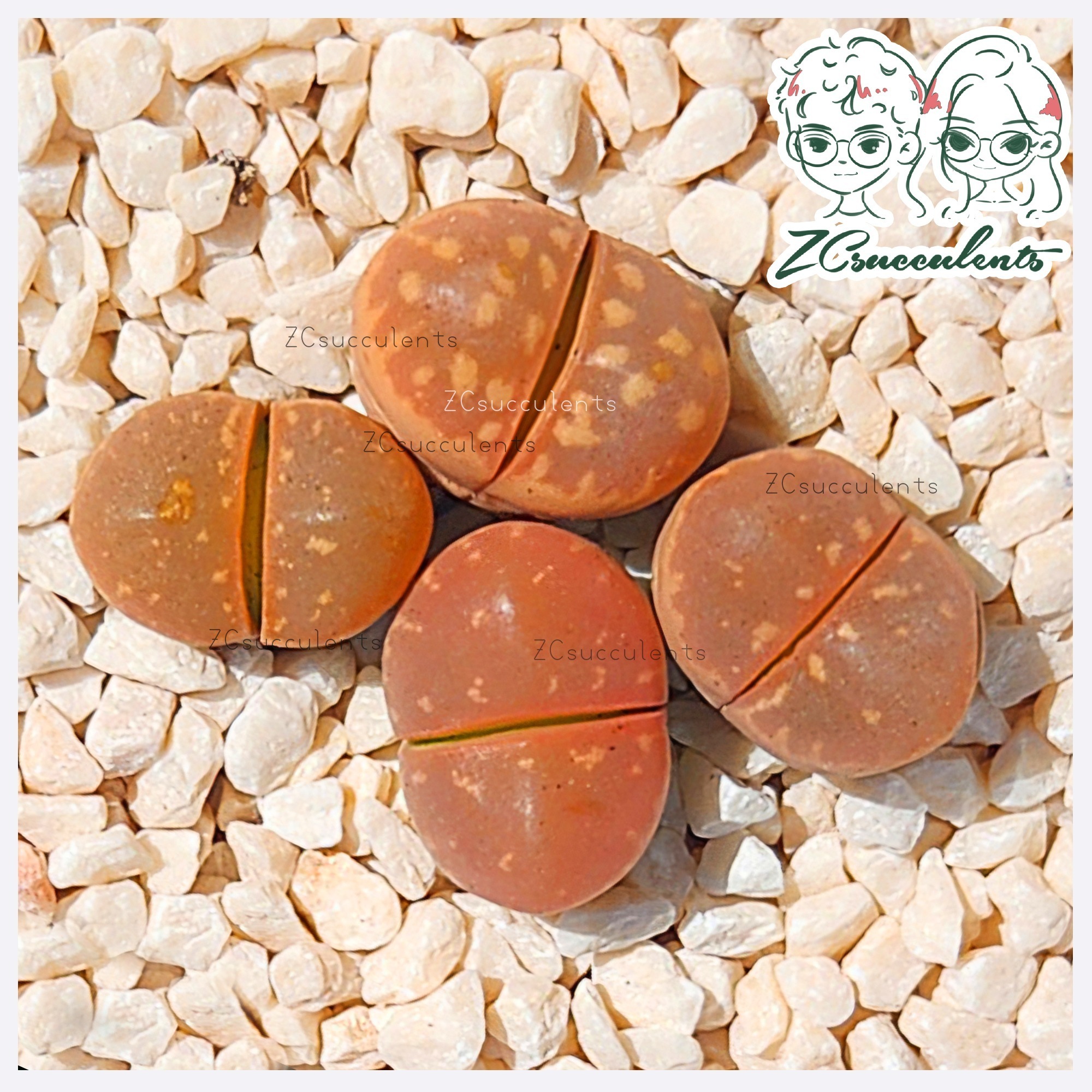 Lithops Olivacea Nebrownii C-403