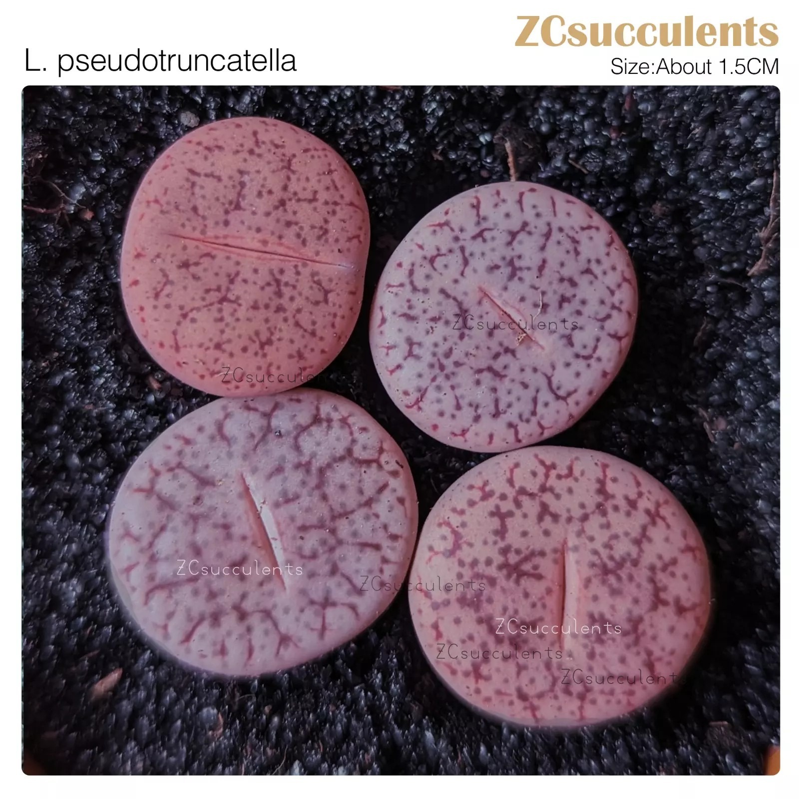 Lithops pseudotruncatella brownish-grey bodies