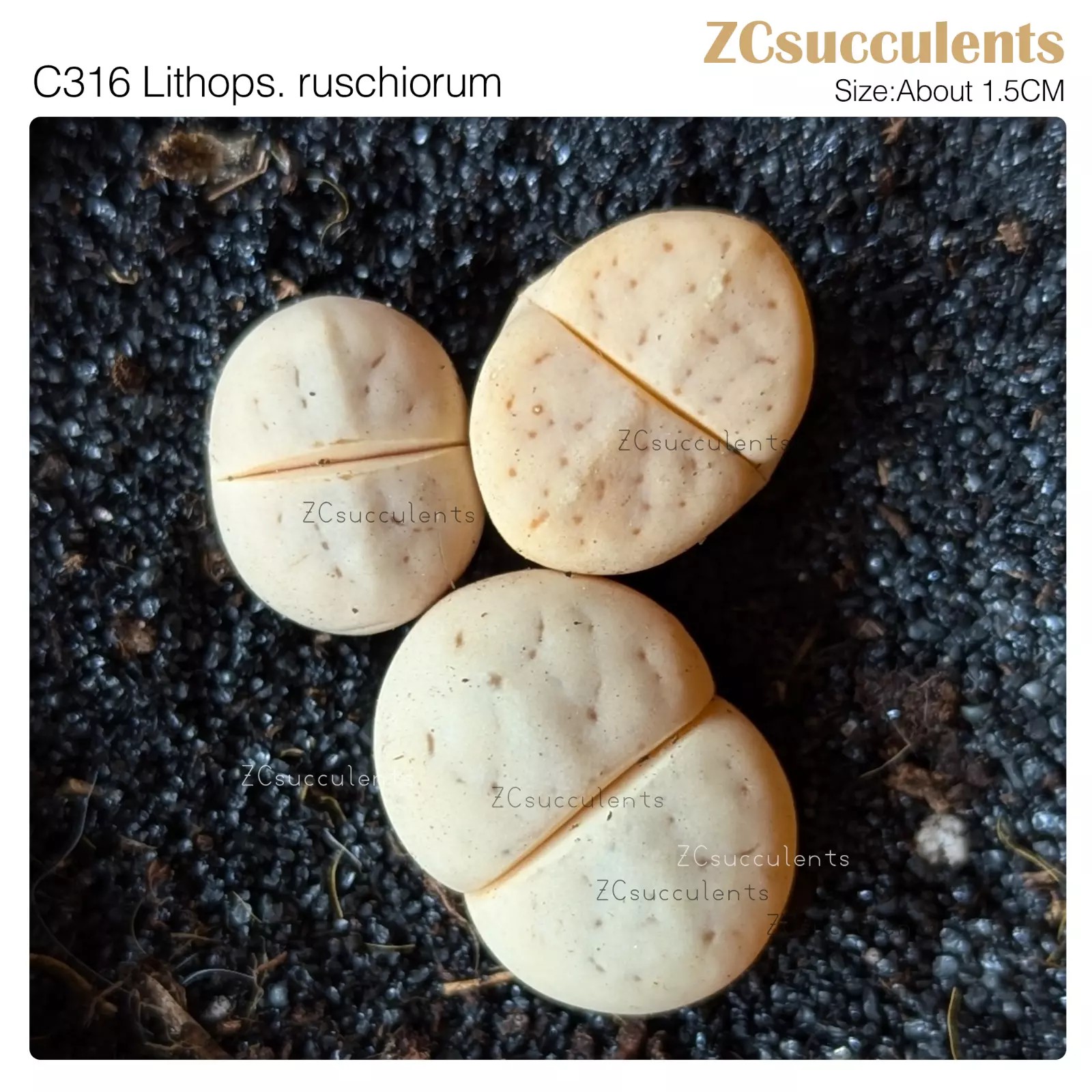 Lithops ruschiorum C316 pale grey-white
