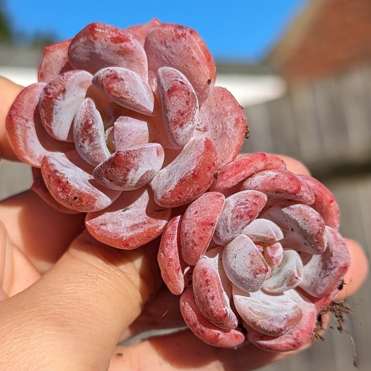 Pink frosted rosette pair