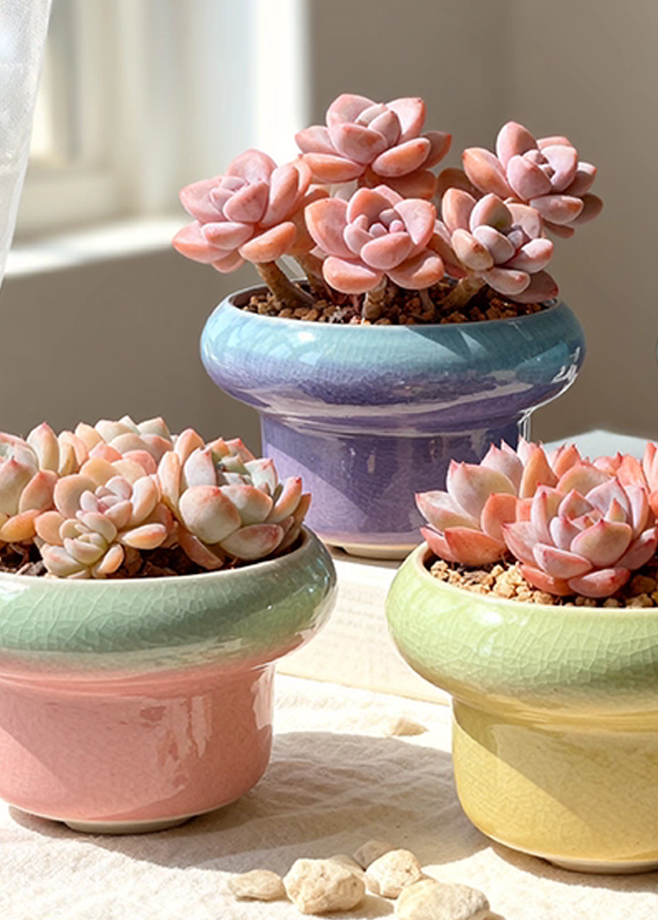 Flower Pots